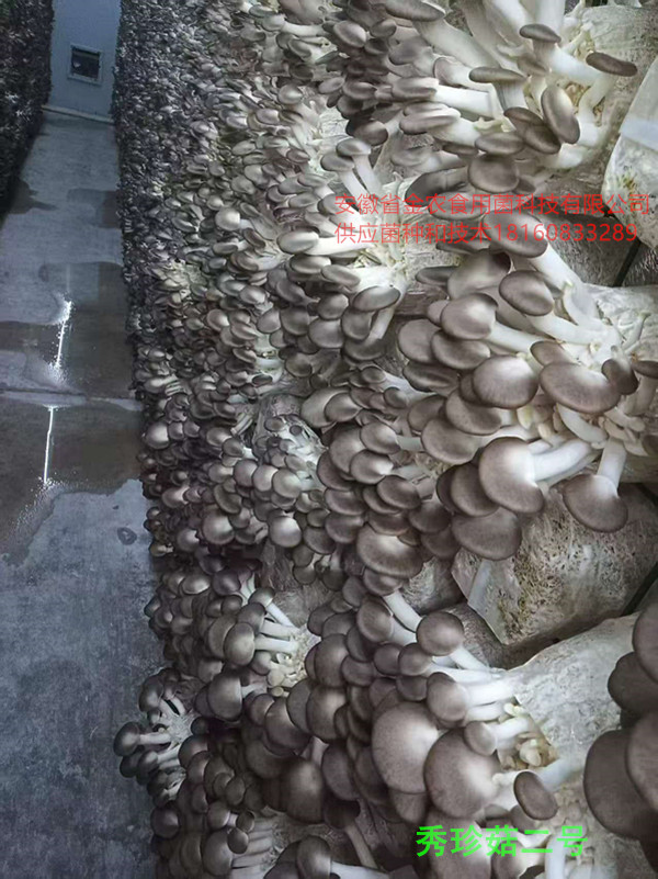 秀珍菇二号1.jpg
