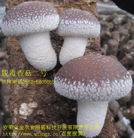 中华香菇二号脱毒菌种(图1)