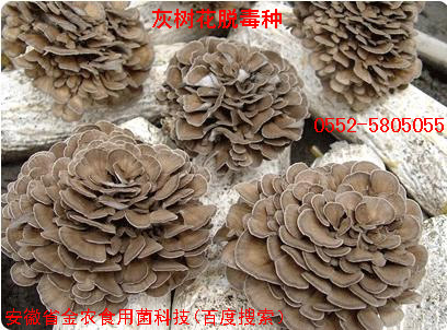 灰树花一号脱毒品种(图1)