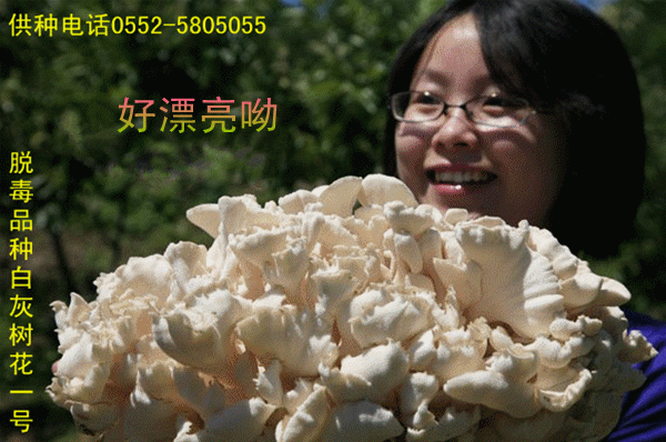 纯白灰树花(图1)