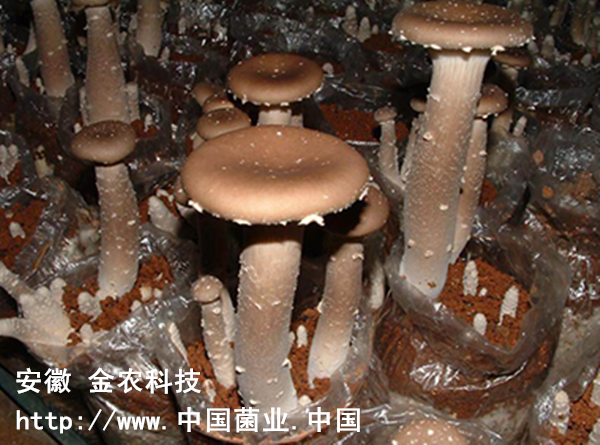 高温猪肚菇(图2)