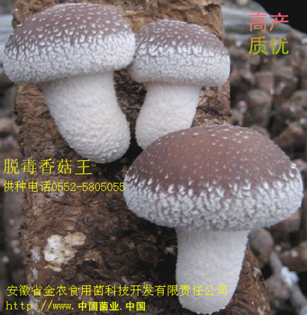 香菇王(图1) 香菇王(图1)
