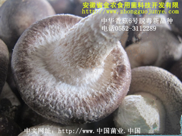 中华香菇六号脱毒新品种(图1)