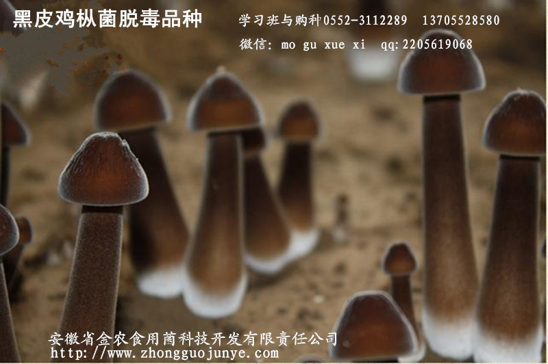 黑皮鸡枞菌脱毒品种(图1)