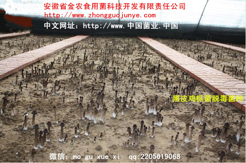 黑皮鸡枞菌脱毒品种(图2)