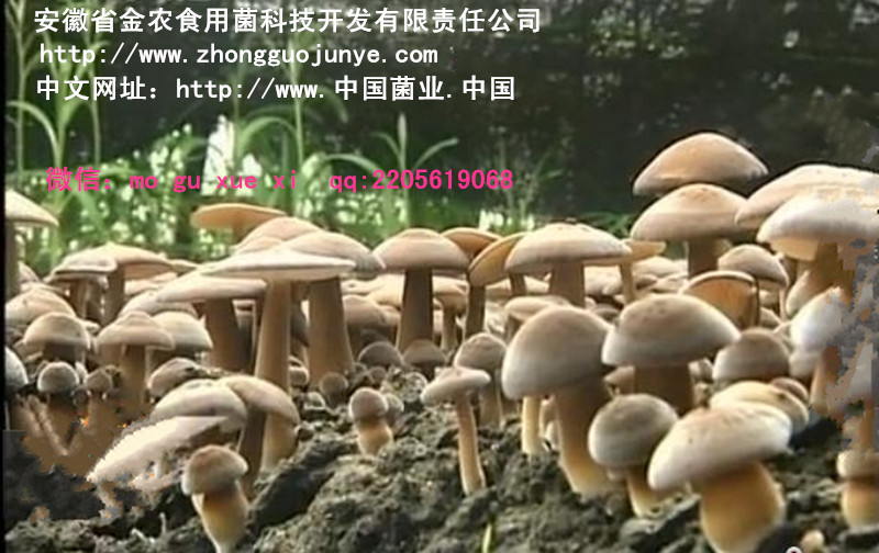 黑皮鸡枞菌脱毒品种(图3)