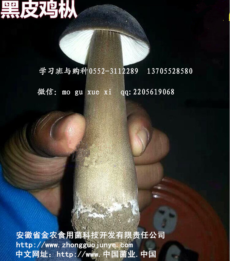 黑皮鸡枞菌脱毒品种(图4)