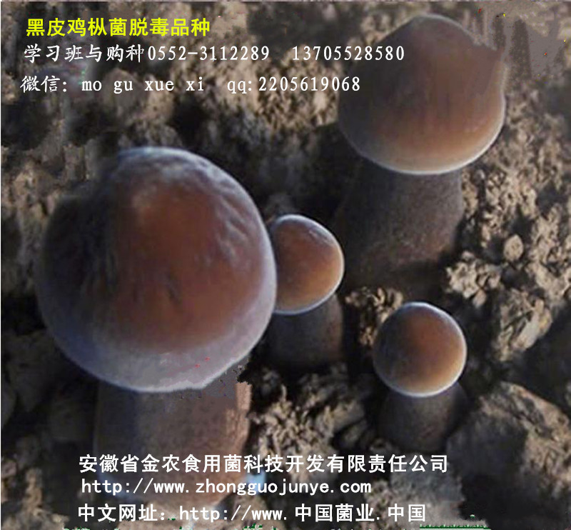 黑皮鸡枞菌脱毒品种(图5)