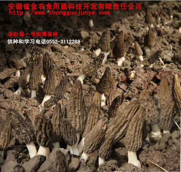 羊肚菇(图1) 羊肚菇(图1)