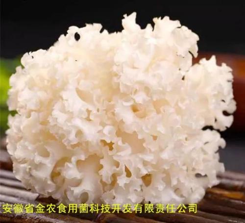 珍稀食用菌——阳光蘑菇(图3)