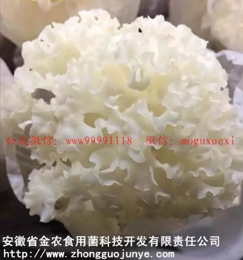 珍稀食用菌——阳光蘑菇(图9)