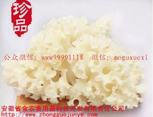 珍稀食用菌——阳光蘑菇(图10)