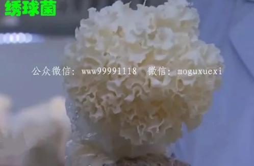 珍稀食用菌——阳光蘑菇(图12)