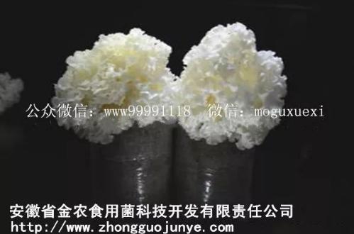 珍稀食用菌——阳光蘑菇(图14)