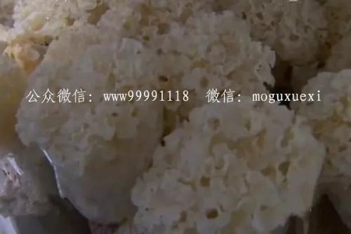 珍稀食用菌——阳光蘑菇(图15)