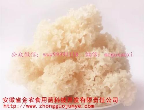 珍稀食用菌——阳光蘑菇(图18)