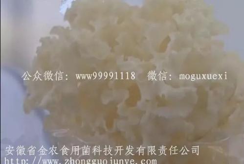 珍稀食用菌——阳光蘑菇(图20)