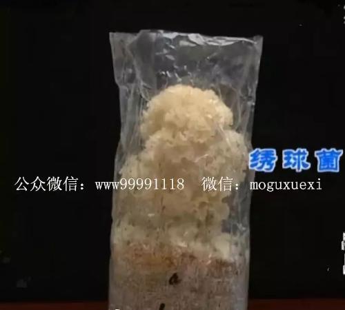 珍稀食用菌——阳光蘑菇(图22)