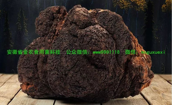 珍稀药用菌——白桦茸（桦褐孔菌）(图9)