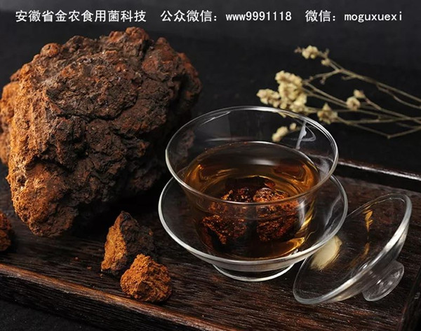 珍稀药用菌——白桦茸（桦褐孔菌）(图14)