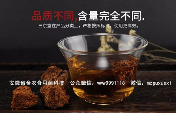 珍稀药用菌——白桦茸（桦褐孔菌）(图15)