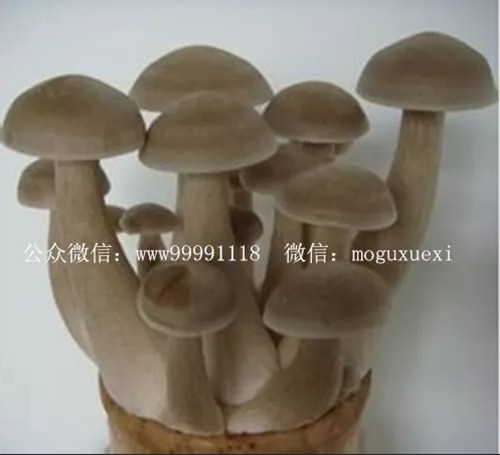 珍稀名优食用菌新品种——鹿茸菇(图15)