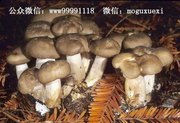 珍稀名优食用菌新品种——鹿茸菇(图5)