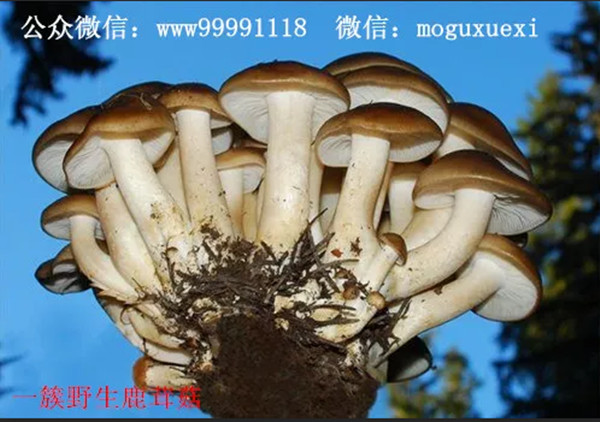 珍稀名优食用菌新品种——鹿茸菇(图6)