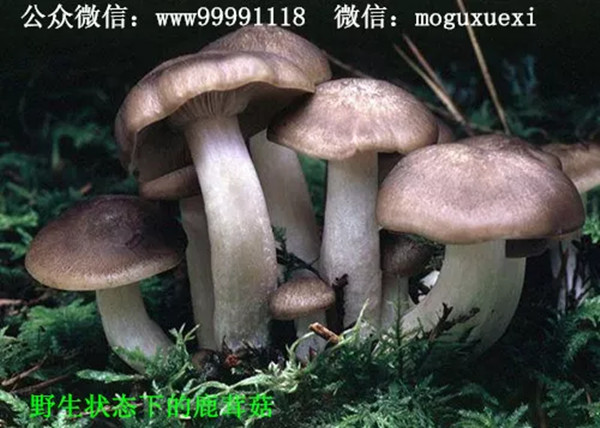 珍稀名优食用菌新品种——鹿茸菇(图8)