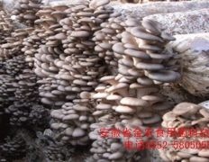 中华平菇一号脱毒菌种