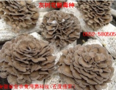 灰树花一号脱毒品种