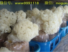 珍稀食用菌——阳光蘑菇