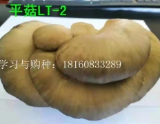 平菇新品种——平LT-2