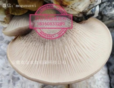 珍稀食用菌——台湾鲍鱼菇