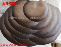 平菇新品种——大叶平TY_2