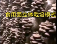 适工厂化栽培的优质平菇QS—3
