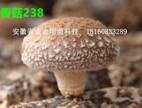 香菇新菌株——香菇238
