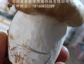 金黄色赤松茸