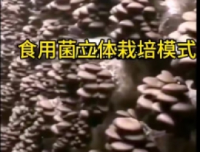 适工厂化栽培的优质平菇QS—3
