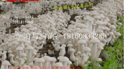 一个耐高温的珍稀食用菌——金福菇