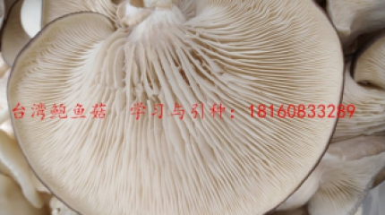 适合高温季节栽培的名优食用菌——鲍鱼菇