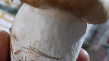 金黄色赤松茸