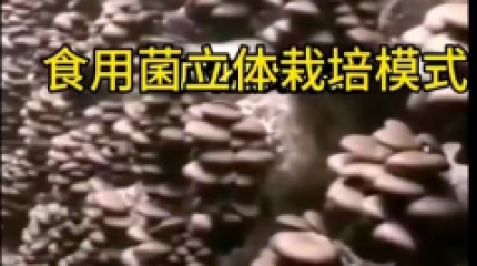 适工厂化栽培的优质平菇QS—3