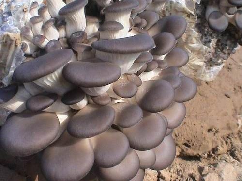 最新脱毒菌种(图2)