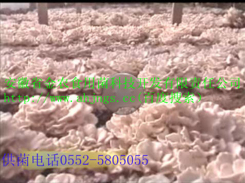 最新脱毒菌种(图3)