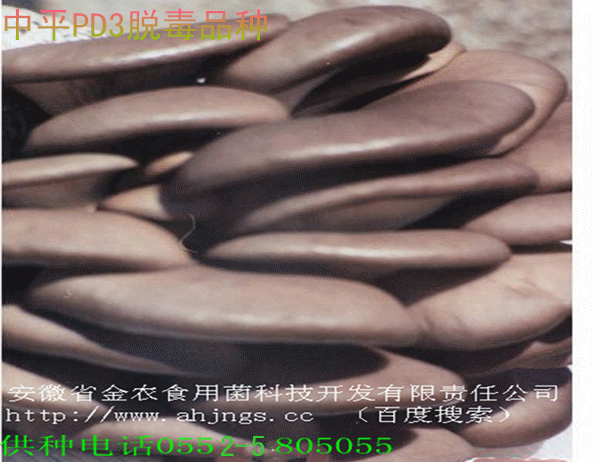 最新脱毒菌种(图4)