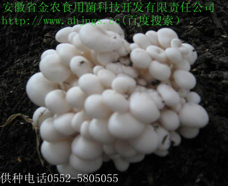 最新脱毒菌种(图5)