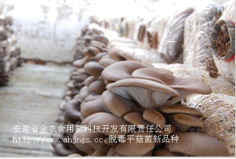 最新脱毒菌种(图7)