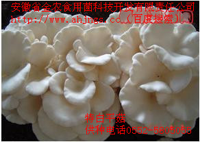 最新脱毒菌种(图8)
