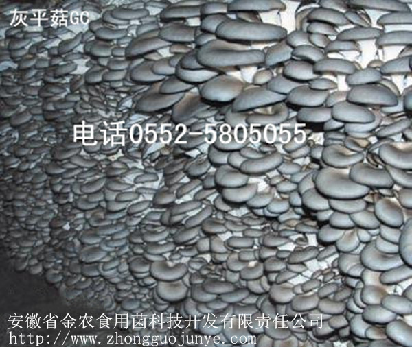 最新脱毒菌种(图13)